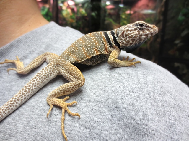 collared lizard