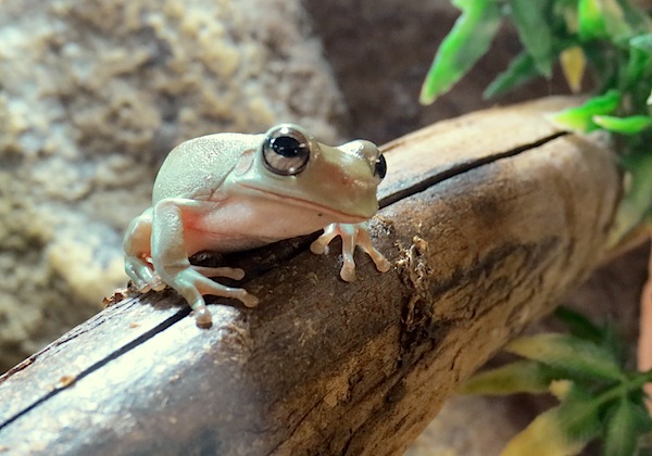 whites tree frog